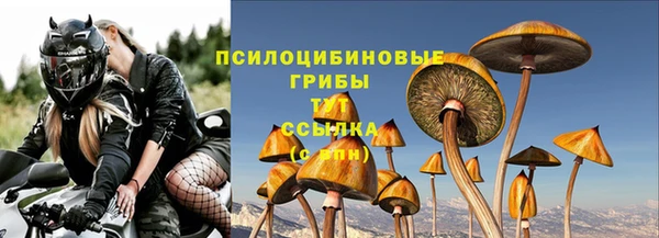прущие грибы Абаза